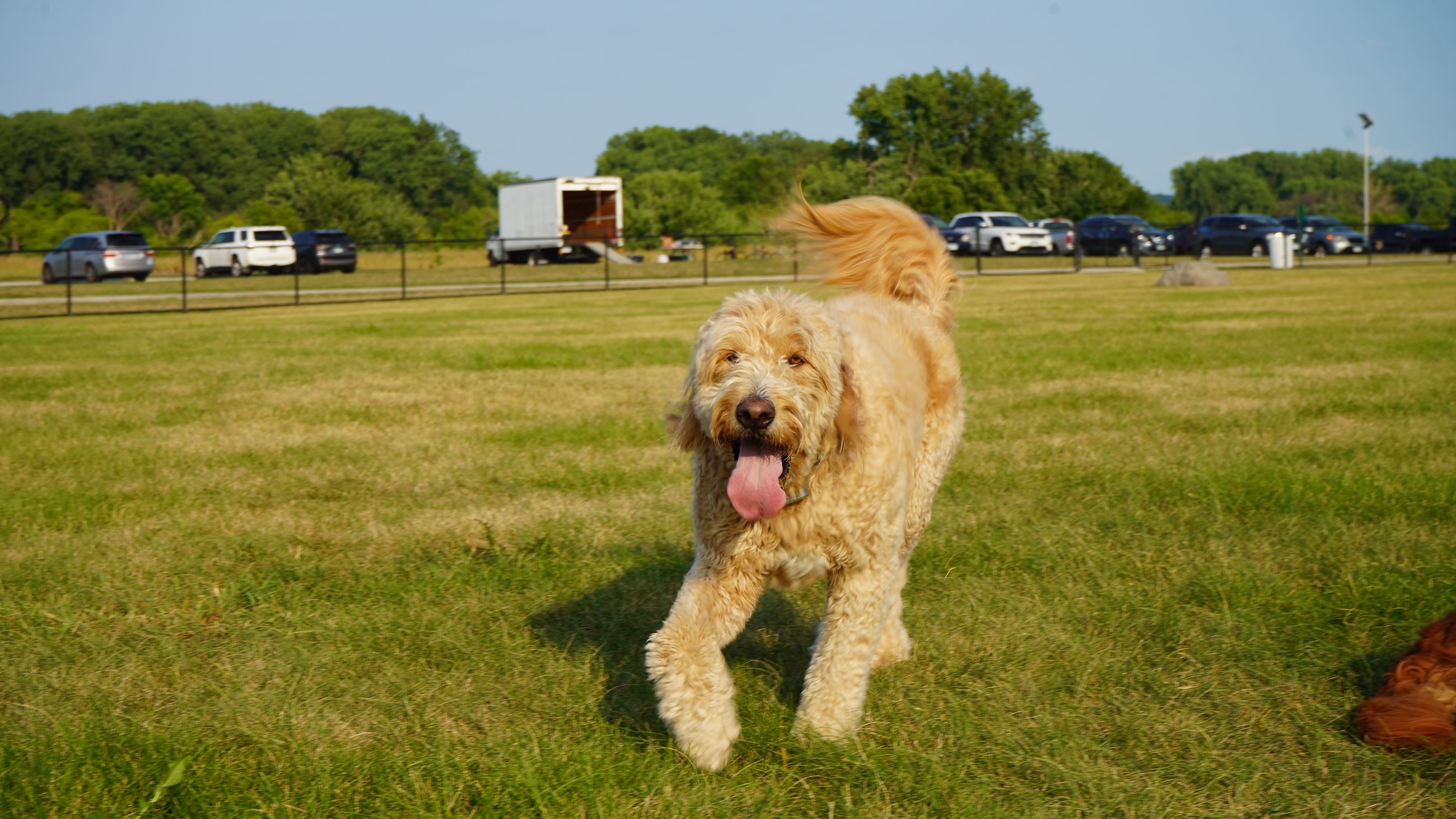 Dog Park