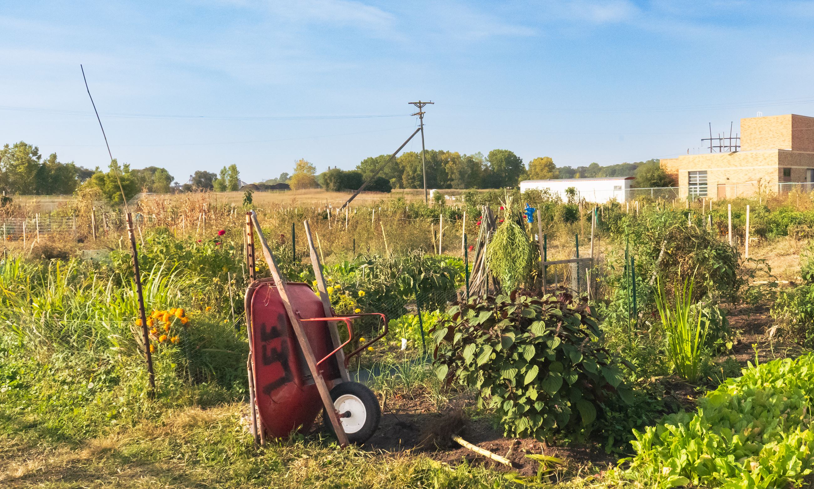 Wheelbarrow leaned up inside Community Garden