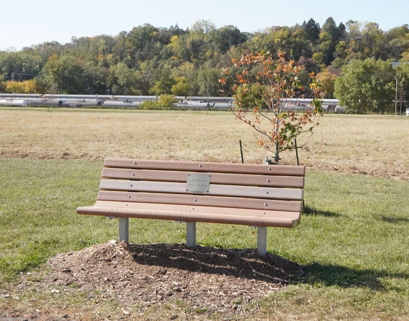Bench with a plaque in front of a small tree in a grassy area