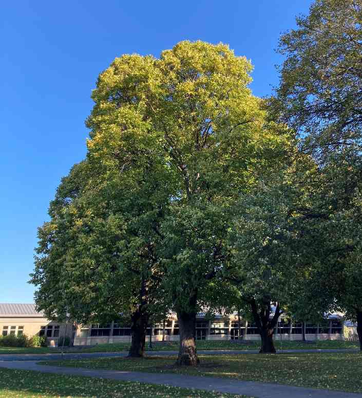 American Basswood Tree