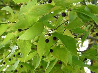 Hackberry Leaves