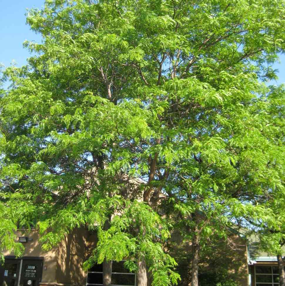 Honeylocust Tree