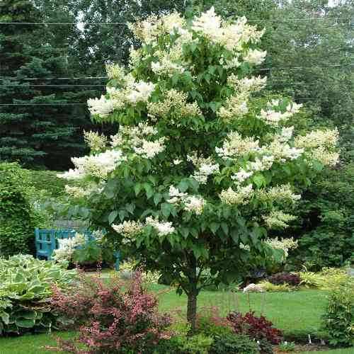 Japanese Lilac Tree