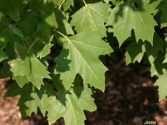 London Plane Leaves