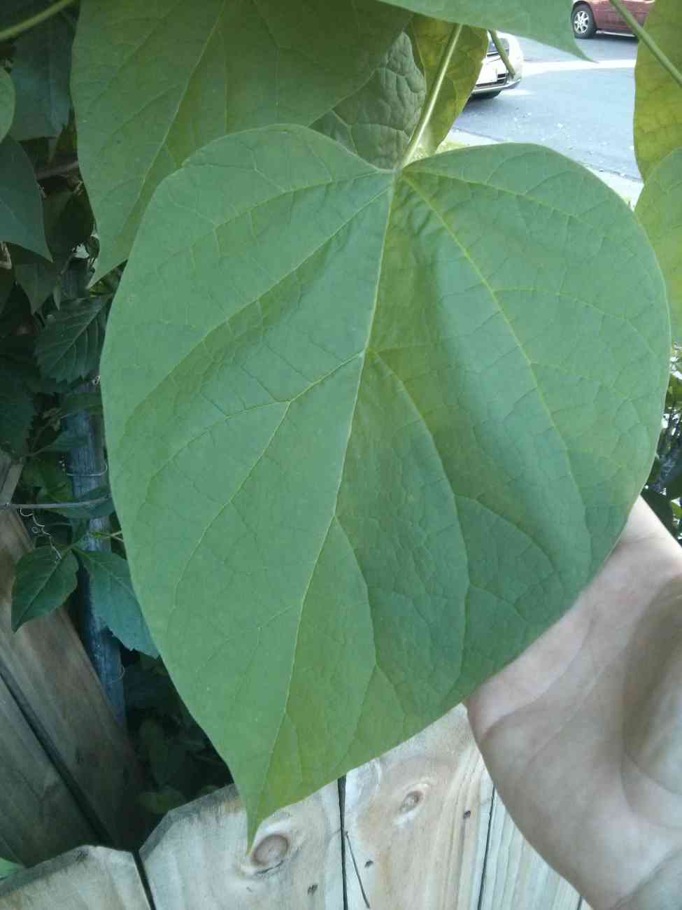 Northern Catalpa Leaves