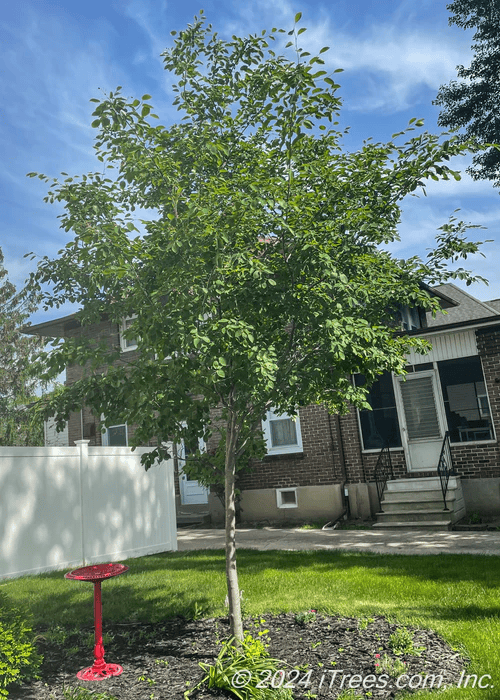 Serviceberry Tree