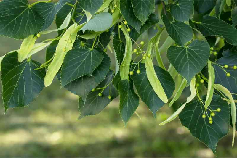 American Basswood Leaves