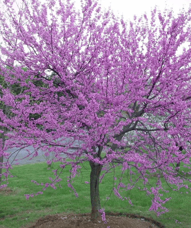 Eastern Redbud Tree