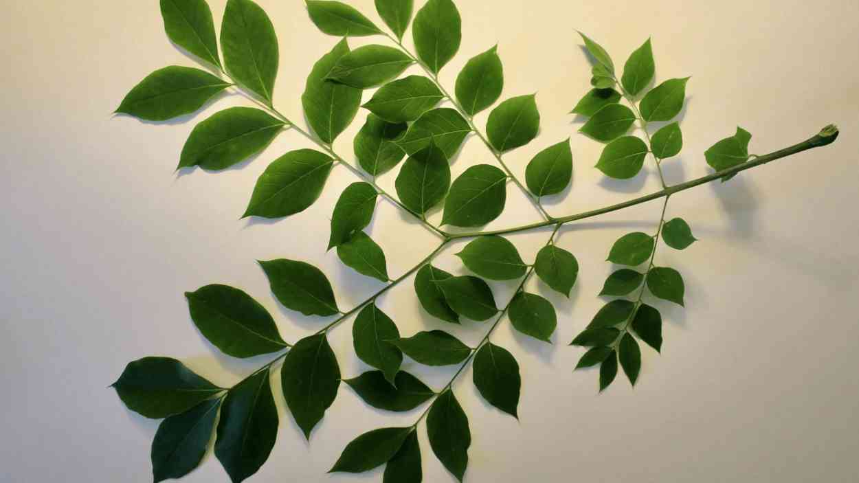 Kentucky Coffee Leaves