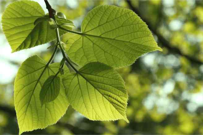 Linden Leaves