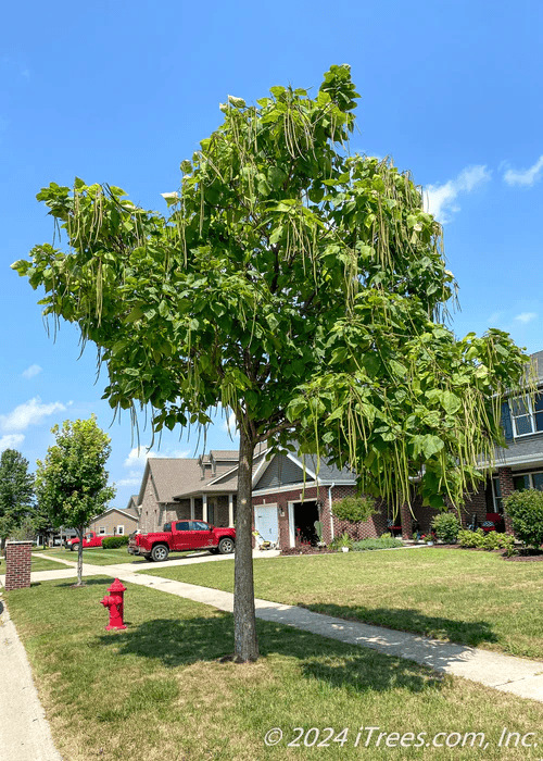 Northern Catalpa Tree