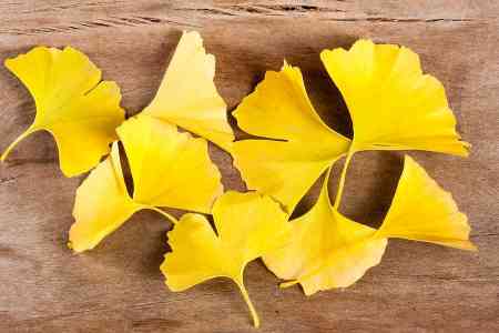Ginkgo Leaves