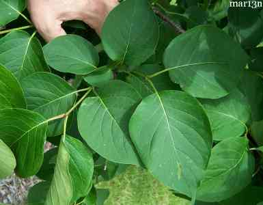 Japanese Lilac Leaves