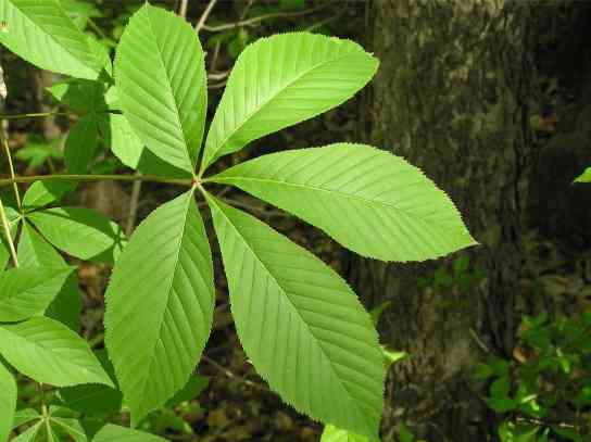 Ohio Buckeye Leaves