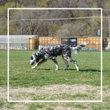 Black & white dog at Dog Park